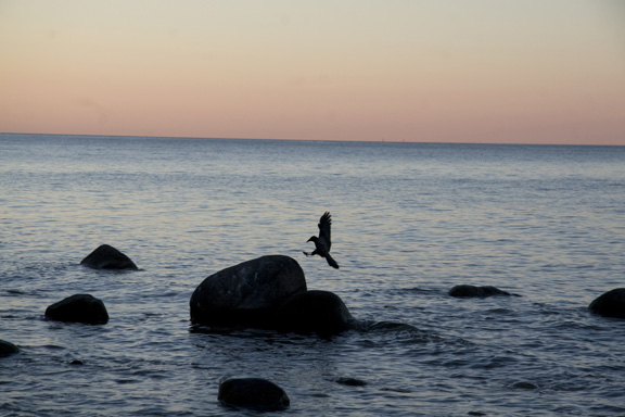 Møns klint - fugl lander på sten i solnedgangen. Fotograf: Susanne Randers