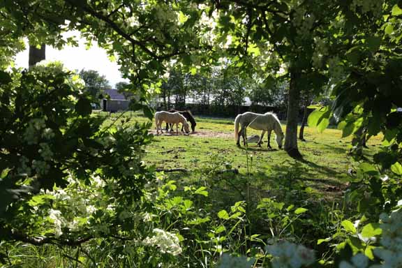 Græssende heste i romantisk sollys midt på Læsø. Fotograf: Susanne Randers